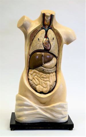 Anatomisk modell, Torso