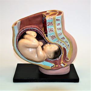 Anatomisk modell, graviditet